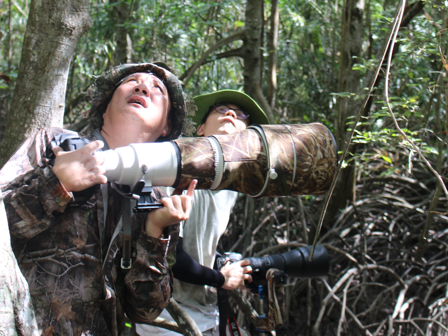 Dõi theo tiếng chim