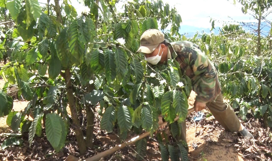 Ông Dương Thanh Dân đang chăm sóc vườn cà phê của gia đình. Ảnh: Hà Phương Ông Dương Thanh Dân đang chăm sóc vườn cà phê của gia đình. Ảnh: Hà Phương