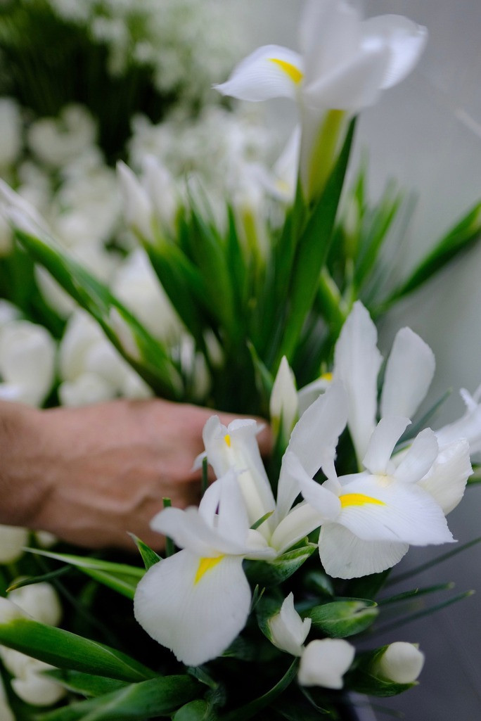 Nhiều loại hoa: Tulip, Iris diên vĩ, Flanel, Baby breath, Queen Anne Lace và Veronica....