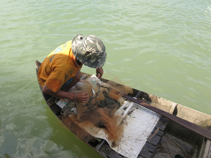 Gỡ lưới cá linh trong mùa nước nổi Gỡ lưới cá linh trong mùa nước nổi