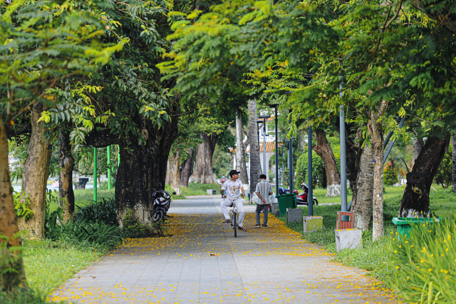 Những cánh hoa điệp vàng rơi rụng xuống sân sau mỗi cơn gió thoảng qua. Ảnh: Lê Hoài Nhân Những cánh hoa điệp vàng rơi rụng xuống sân sau mỗi cơn gió thoảng qua