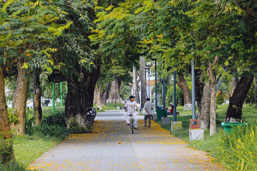 Những cánh hoa điệp vàng rơi rụng xuống sân sau mỗi cơn gió thoảng qua