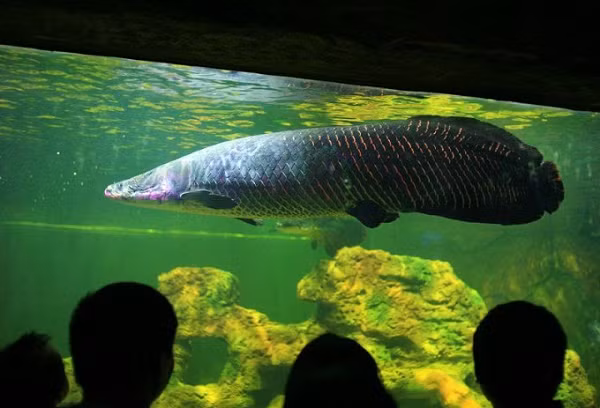 Loài cá càng to càng có giá trị, được mệnh danh là "quái vật nước ngọt" mà đại gia Việt chuộng nuôi ảnh 4