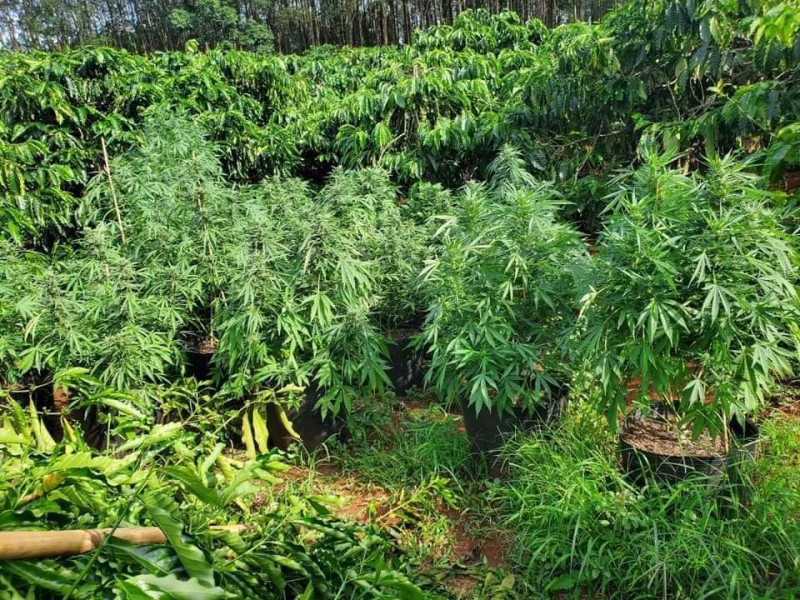 Cây cần sa được phát hiện trong rẫy của 3 đối tượng. Cây cần sa được phát hiện trong rẫy của 3 đối tượng.