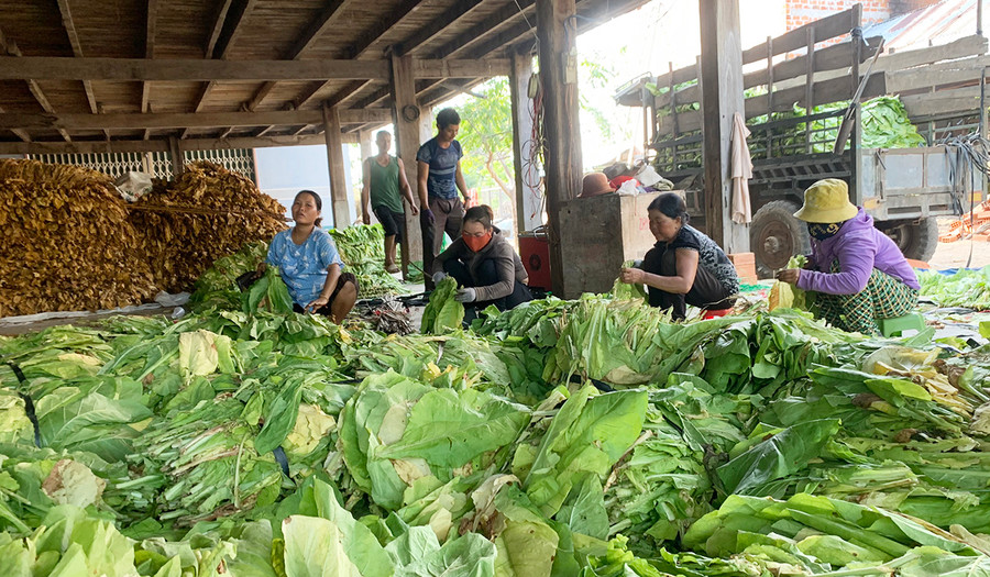 Tổ hội nghề nghiệp trồng thuốc lá xã Ia Peng được hỗ trợ vốn để đầu tư lò sấy thuốc lá bằng điện nhằm bảo vệ môi trường. Ảnh: Vũ Chi  Tổ hội nghề nghiệp trồng thuốc lá xã Ia Peng được hỗ trợ vốn để đầu tư lò sấy thuốc lá bằng điện nhằm bảo vệ môi trường. Ảnh: Vũ Chi