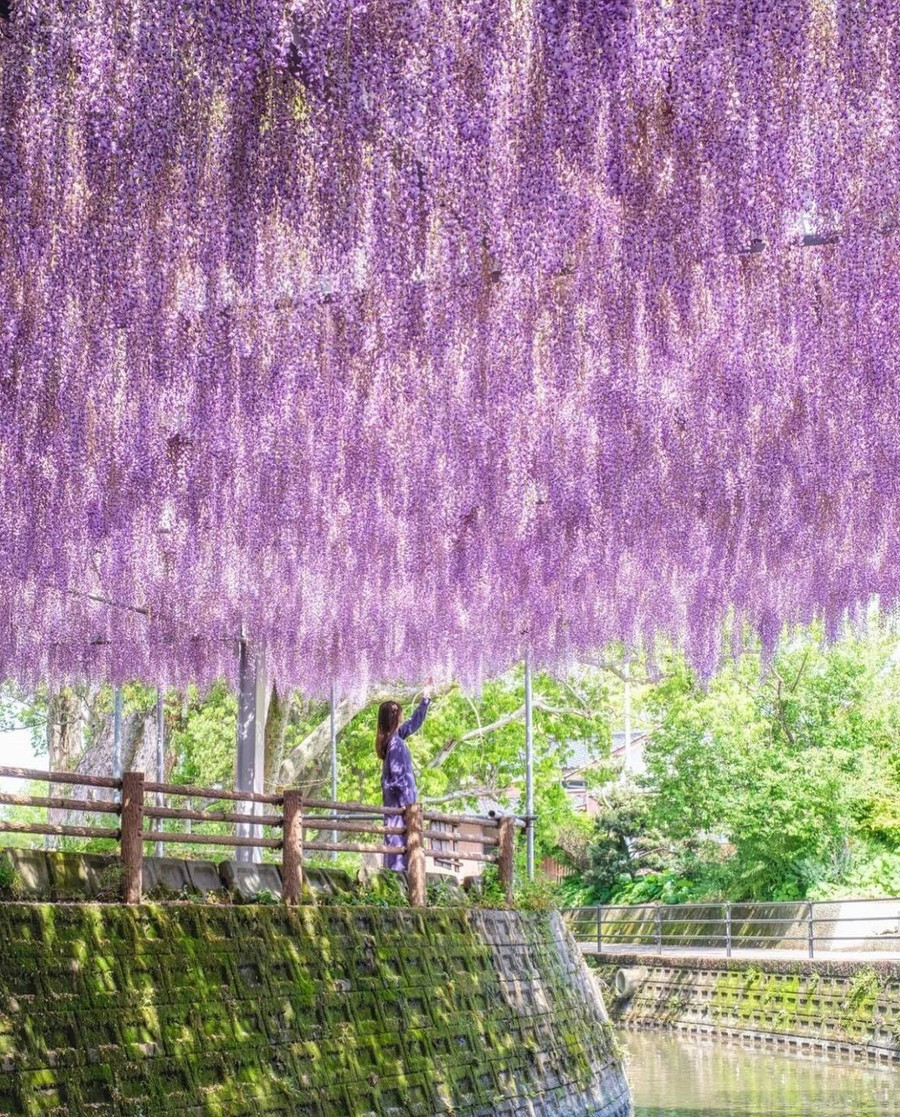 Cây cảnhTử đằng ở Nakayama - Fukuoka., Nhật Bản. Ảnh: daichi_xa1