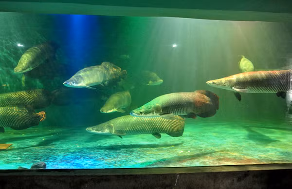 Loài cá càng to càng có giá trị, được mệnh danh là "quái vật nước ngọt" mà đại gia Việt chuộng nuôi ảnh 5