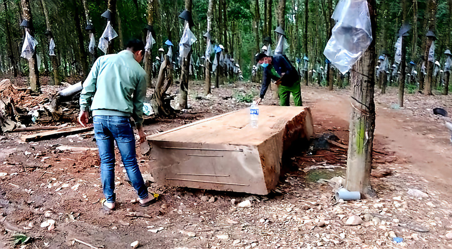Khúc gỗ xẻ ra từ cây gỗ ông Nam trục vớt đã bị cơ quan chức năng tạm giữ. Ảnh: Đức Nhật