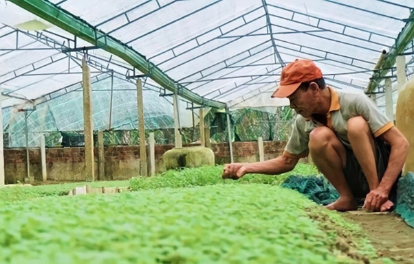 Vườn rau càng cua của nông dân Võ Bé. Vườn rau càng cua của nông dân Võ Bé