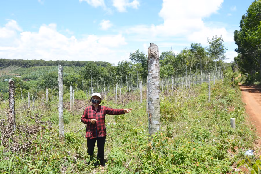 Bà Nguyễn Thị Hiền bên hàng cây cao su bị cưa trộm ở thôn 1 (xã Hải Yang, huyện Đak Đoa). Ảnh: Hoàng Cư 
