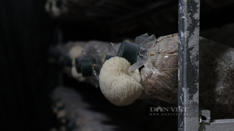 Mỗi bịch phôi nấm có thể cho thu hoạch 4-5 lần. Ảnh: Văn Long