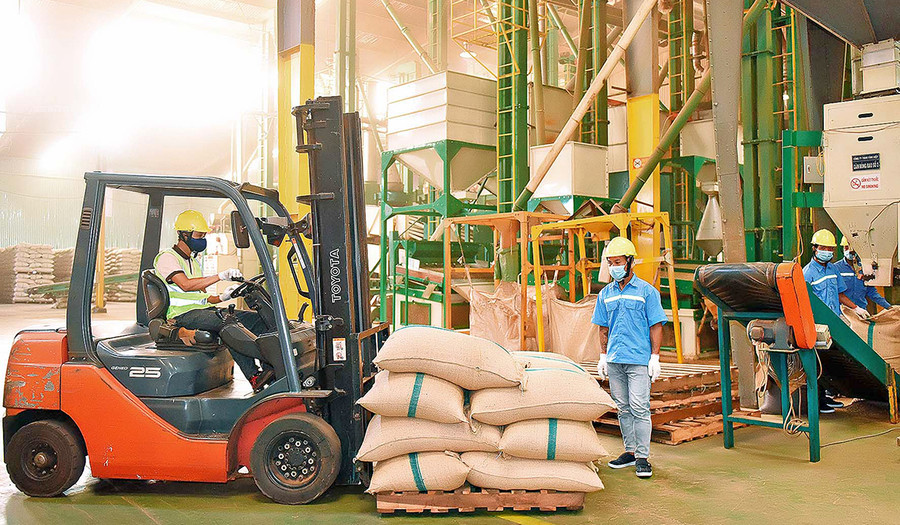  Sản xuất cà phê xuất khẩu tại Công ty TNHH Vĩnh Hiệp (TP. Pleiku). Ảnh: Đức Thụy