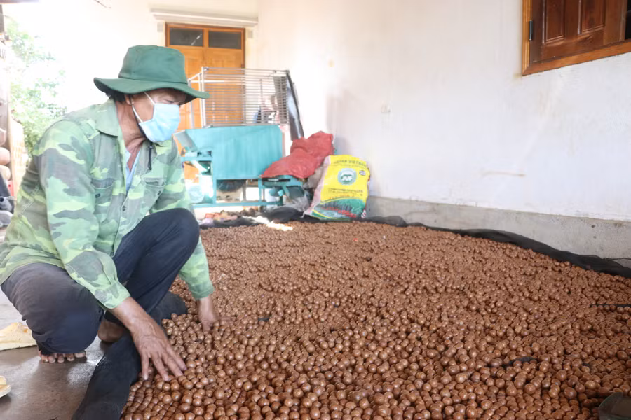 Nông dân Kbang thu hoạch, sơ chế hạt macca. Ảnh: Hải Lê