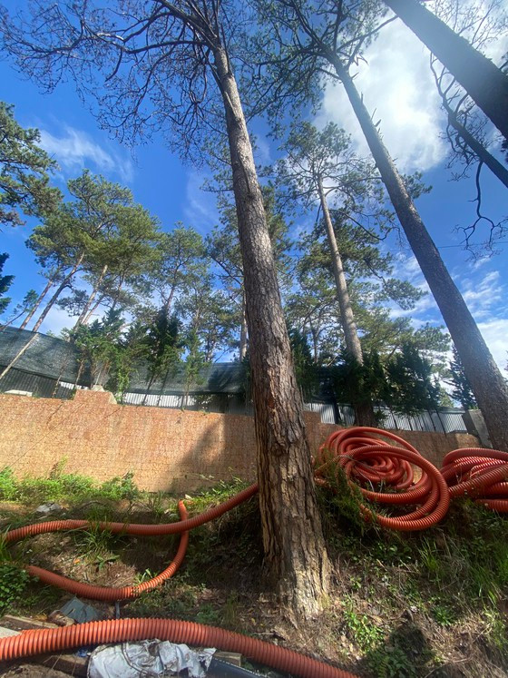 Một số cây thông ba lá bị chặt rễ đã chết khô trong khuôn viên khu biệt thự du lịch