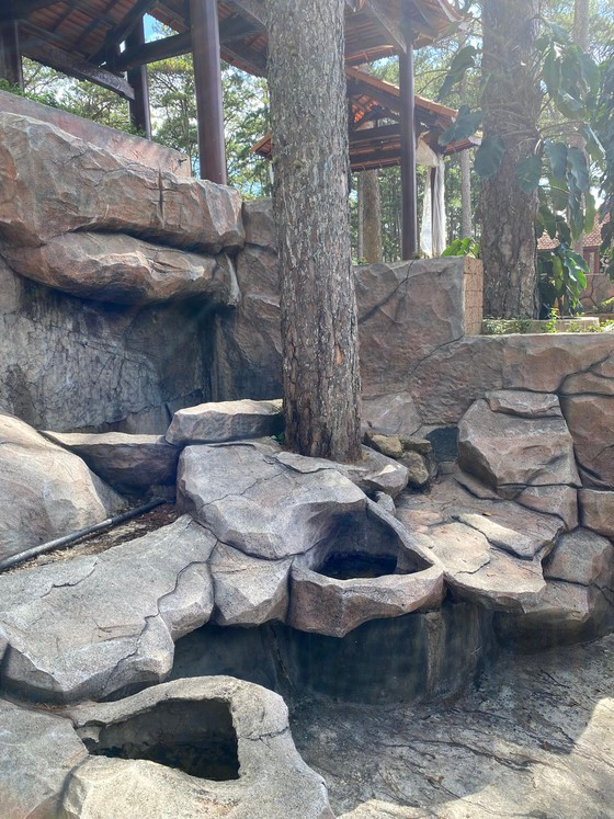 Một trong số những cây thông bị 