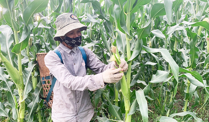  Hơn 1 tuần nữa, 4 sào bắp ngọt của gia đình chị Rô H'Nuyn (tổ 8, phường Đoàn Kết) sẽ cho thu hoạch. Ảnh: Vũ Chi
