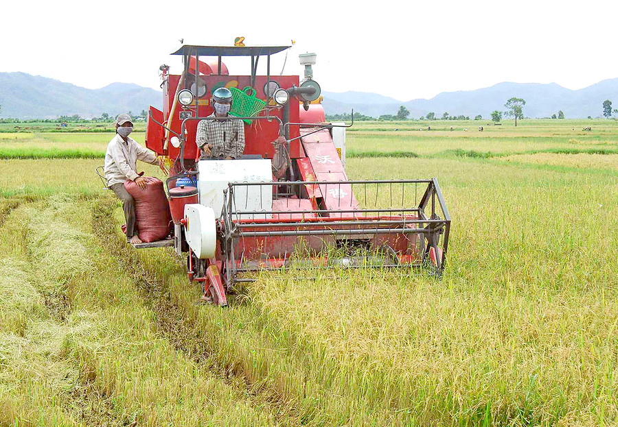 Nông dân huyện Phú Thiện thu hoạch lúa Đông Xuân. Ảnh: Đức Thụy Nông dân huyện Phú Thiện thu hoạch lúa Đông Xuân. Ảnh: Đức Thụy