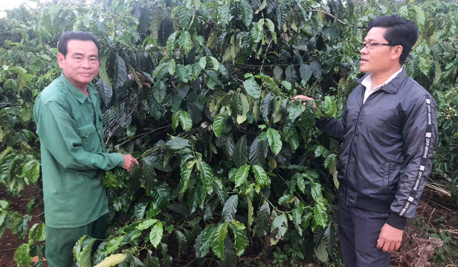  Ông Ngô Thanh Lâm (bìa phải) trao đổi kỹ thuật chăm sóc cây cà phê cùng ông Phạm Thanh Tiến. Ảnh: Đ.Y