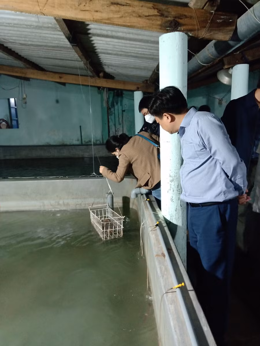 Giám đốc Trung tâm Khuyến nông Quốc gia tham quan mô hình nuôi chình thương phẩm trong bể tại Hòa Hiệp Trung, thị xã Đông Hòa, tỉnh Phú Yên