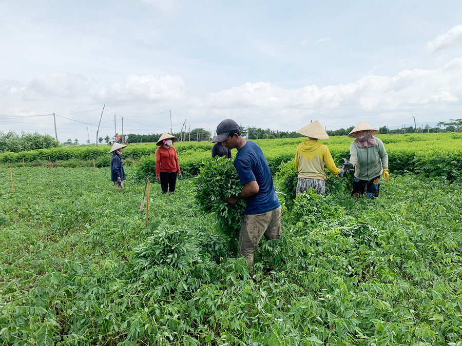 Nông dân xã Ia Trok (huyện Ia Pa) thu hoạch rau ngót. Ảnh: Vũ Chi Nông dân xã Ia Trok (huyện Ia Pa) thu hoạch rau ngót. Ảnh: Vũ Chi