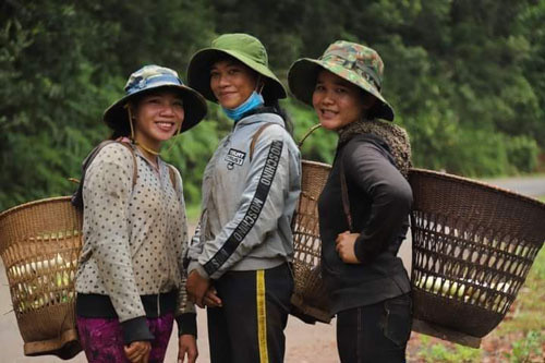 Một nhóm đi lấy măng le.