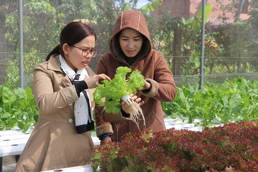  Đến nay, thị xã An Khê đã xây dựng được 1.300 m2 rau thủy canh. Ảnh: Ngọc Minh