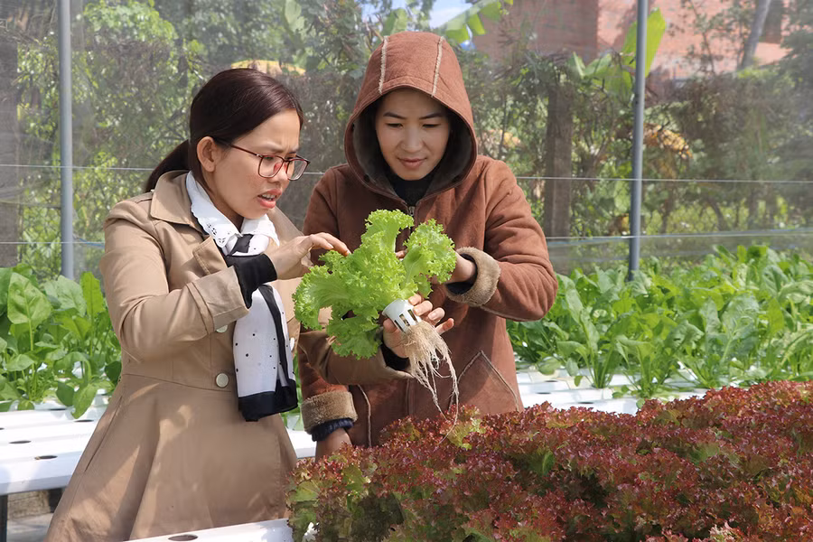 Đến nay, thị xã An Khê đã xây dựng được khoảng 1.300 m2 rau thủy canh. Ảnh: Ngọc Minh Đến nay, thị xã An Khê đã xây dựng được 1.300 m2 rau thủy canh. Ảnh: Ngọc Minh