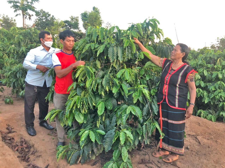 Nữ bệnh binh Rơ Châm Blu (làng Jut, xã Ia Phí, huyện Chư Păh) đi đầu trong sản xuất, hỗ trợ dân làng phát triển kinh tế. Ảnh: Đinh Yến