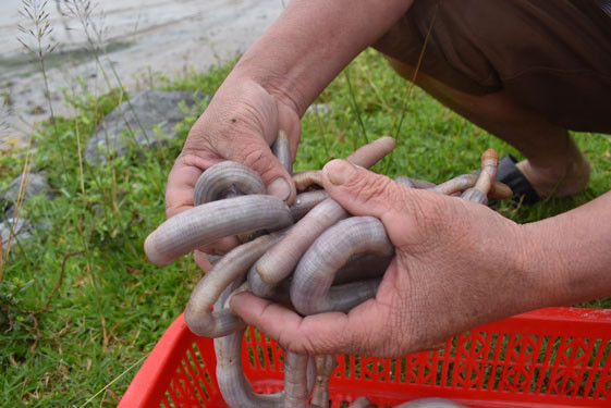 Sá sùng vừa bắt được