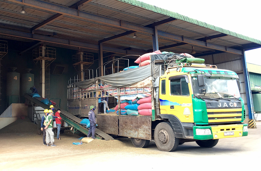 Thu mua nông sản tại Công ty TNHH Thương phẩm Atlantic Việt Nam-Chi nhánh Gia Lai (Khu Công nghiệp Trà Đa, TP. Pleiku). Ảnh: Hà Duy Thu mua nông sản tại Công ty TNHH Thương phẩm Atlantic Việt Nam-Chi nhánh Gia Lai (Khu Công nghiệp Trà Đa, TP. Pleiku). Ảnh: Hà Duy
