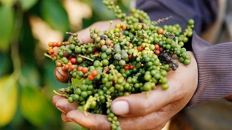 Giá tiêu hôm nay giảm 1.500 đồng/kg