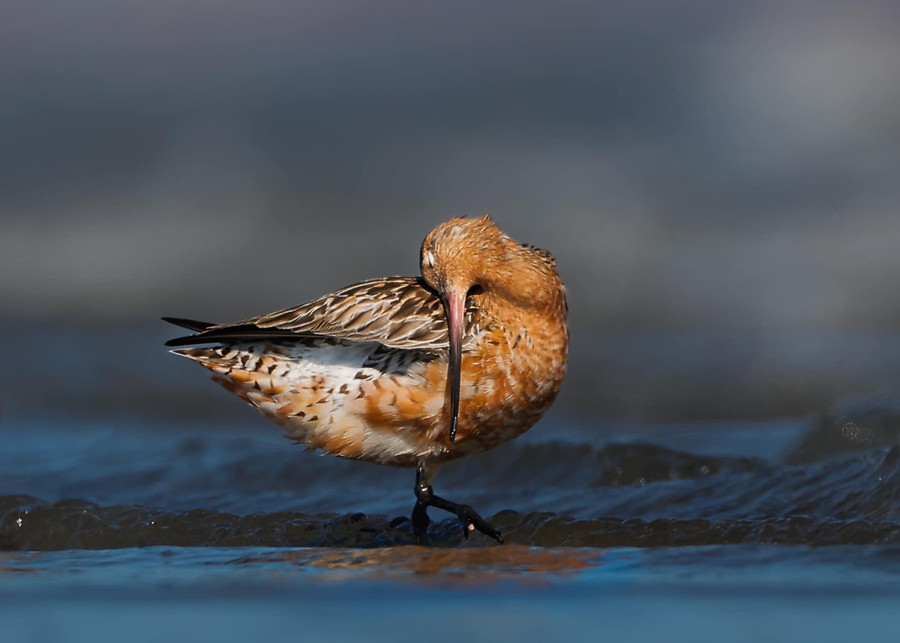 Bức ảnh đoạt giải nhất trong chương trình Tạm biệt chim di cư 2022. Ảnh: Thuần Võ