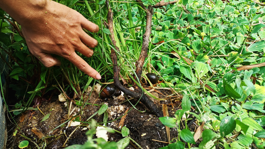 Sau gần 3,5 tháng thả nuôi thì ốc đẻ trứng. Ảnh: N.Q Sau gần 3,5 tháng thả nuôi thì ốc đẻ trứng. Ảnh: N.Q