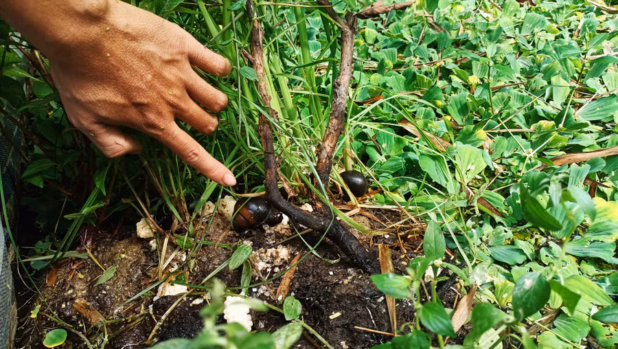  Sau gần 3,5 tháng thả nuôi thì ốc đẻ trứng. Ảnh: N.Q