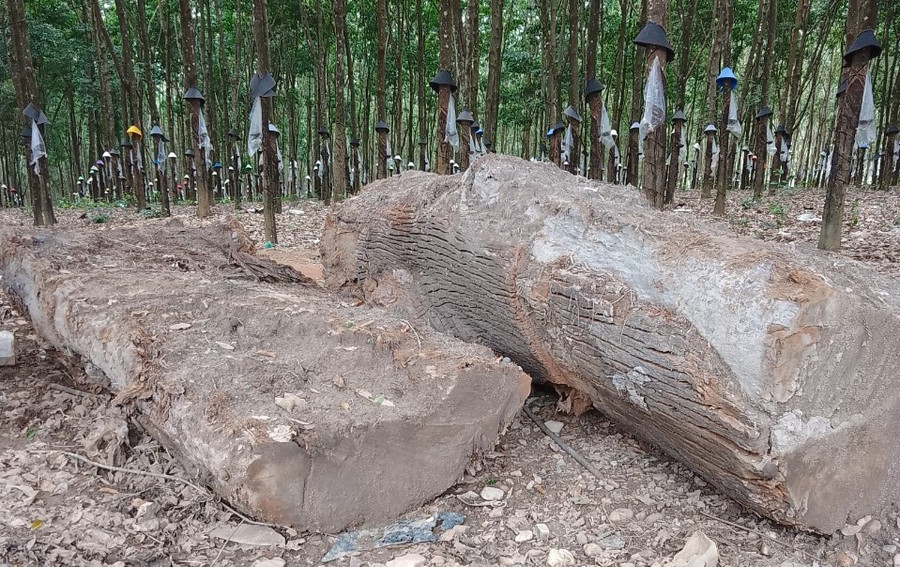 Cây gỗ mà ông Nam đào dưới ruộng. Ảnh: NVCC