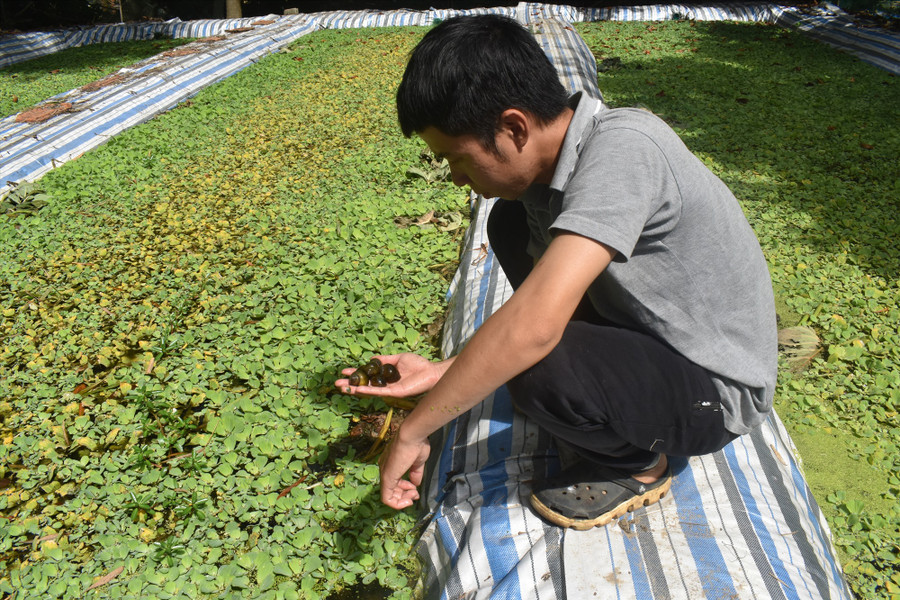 Anh Cao Hữu Việt và hồ nuôi ốc bươu đen lúc ban đầu. Ảnh: N.Q Anh Cao Hữu Việt và hồ nuôi ốc bươu đen lúc ban đầu. Ảnh: N.Q