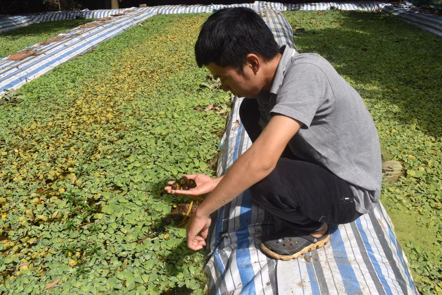 Anh Cao Hữu Việt và hồ nuôi ốc bươu đen lúc ban đầu. Ảnh: N.Q