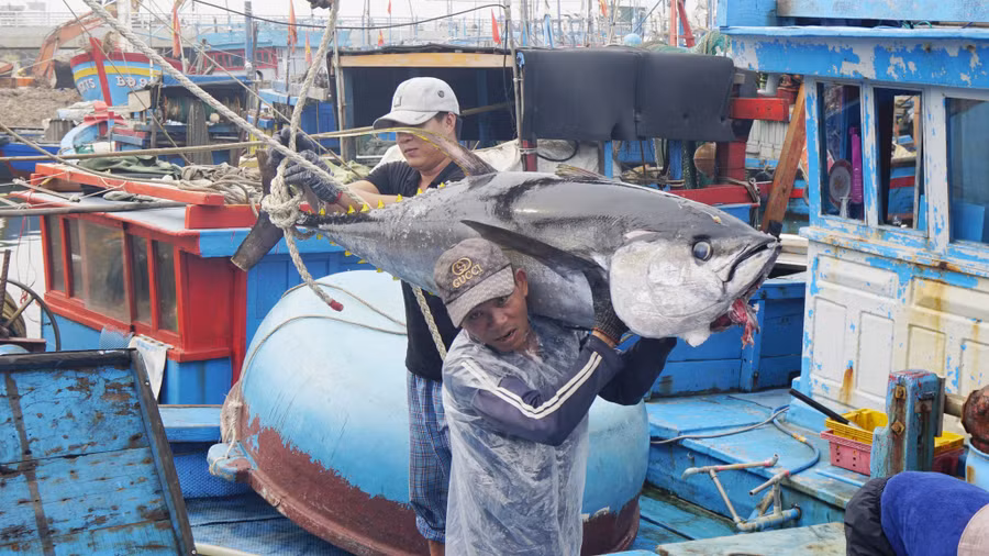 Nghề câu cá ngừ đại dương đã tạo ra nhiều công ăn, việc làm cho ngư dân làng Thiện Chánh. Ảnh: Hoàng Trọng