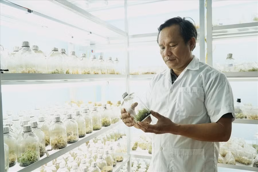 Hiện Lâm Đồng có khoảng 43 cơ sở nuôi cấy mô thực vật, tạo ra nguồn cây giống tốt, khoẻ, sạch bệnh. 