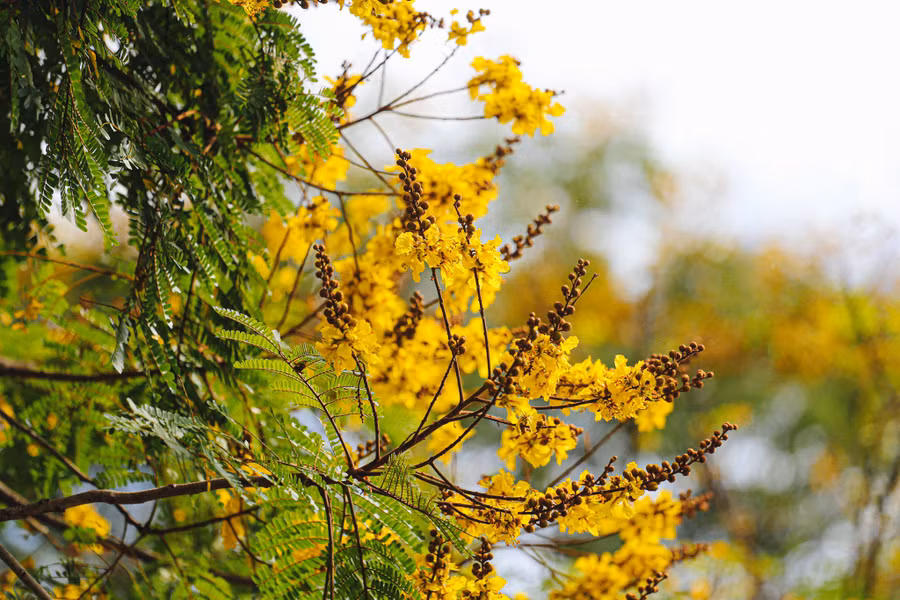 Hoa điệp vàng chỉ nở rộ một lần trong năm, vào thời điểm giao mùa 