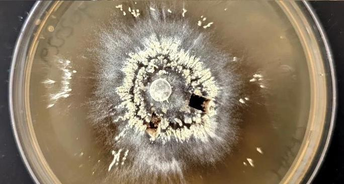 Một loài nấm sinh trưởng mạnh mẽ trong lửa - Ảnh: UCR Một loài nấm sinh trưởng mạnh mẽ trong lửa - Ảnh: UCR