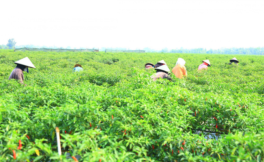 Vườn ớt chỉ thiên của anh Châu Ngọc Bình tạo việc làm cho nhiều lao động tại xã Ea Kpam (huyện Cư M’gar, tỉnh Đắk Lắk). Vườn ớt chỉ thiên của anh Châu Ngọc Bình tạo việc làm cho nhiều lao động tại xã Ea Kpam (huyện Cư M’gar, tỉnh Đắk Lắk).