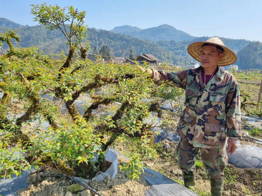 Mô hình trồng cây cảnh-cây hoa nhất chi mai của gia đình ông Nguyễn Văn Hoàn ở thôn Sả Séng, xã Tả Phìn, thị xã Sa Pa (tỉnh Lào Cai). Ảnh: Tuệ Linh.