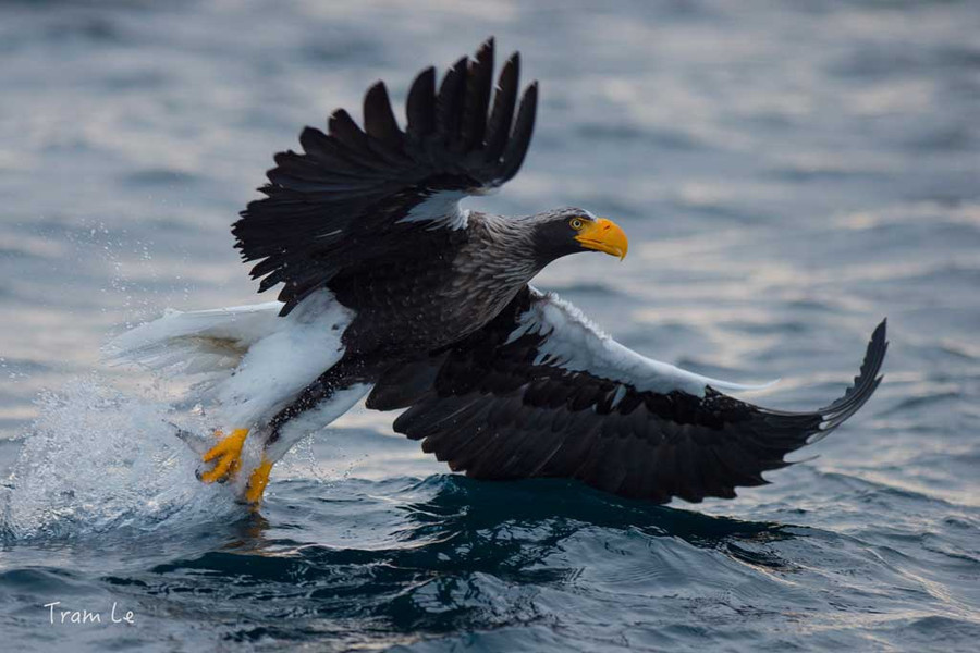 Chim đại bàng chị Quỳnh Trâm chụp ở nước ngoài. Ảnh: NVCC