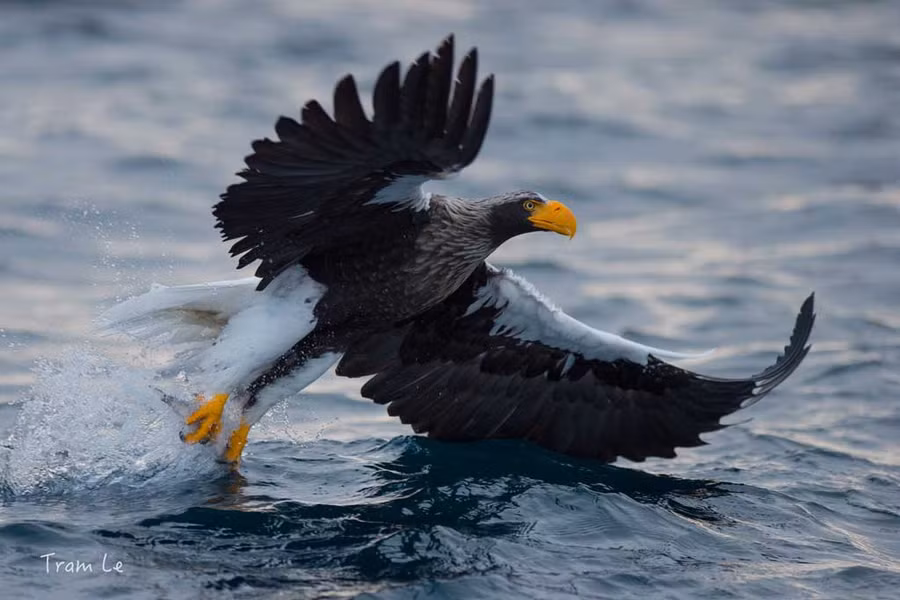 Chim đại bàng chị Quỳnh Trâm chụp ở nước ngoài. Ảnh: NVCC