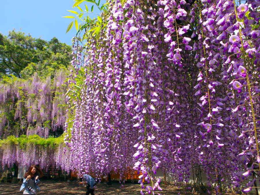 Hoa Tử đằng rực rỡ ở đền Fujiyama, Nhật Bản. Ảnh: LJ