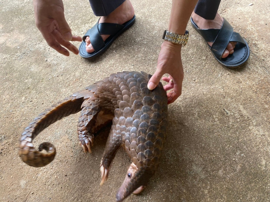 Cá thể tê tê do bà Ngân tàng trữ. Ảnh: CTV