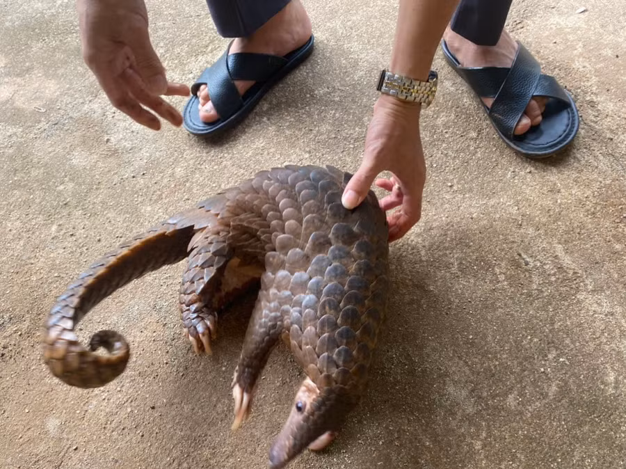 Cá thể tê tê do bà Ngân tàng trữ. Ảnh: CTV