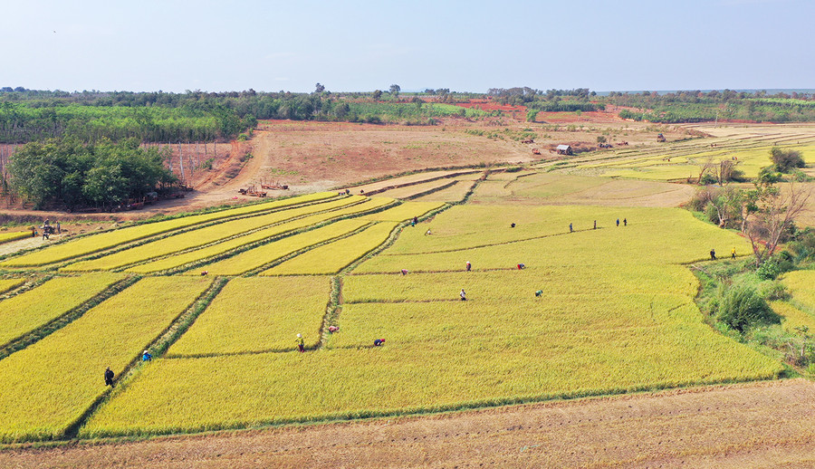 Người dân làng Thơ Nhueng đã biết liên kết với hợp tác xã để sản xuất lúa chất lượng cao, giúp nâng cao giá trị, thu nhập. Ảnh: Quang Tấn