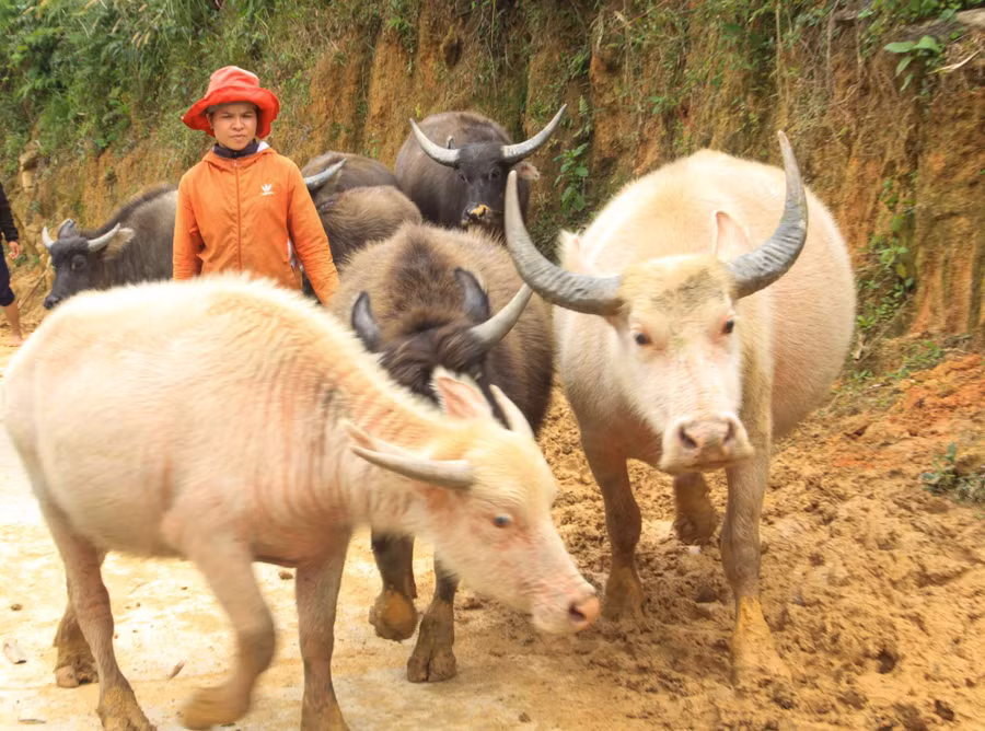 Con trâu trắng hiền lành, dễ nuôi và thân thiện với người lạ được nhiều hộ dân ở thôn Măng Bút, xã Măng Bút, huyện Kon Plông, tỉnh Kon Tum.